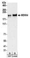 MTK1 antibody, NBP2-32187, Novus Biologicals, Western Blot image 