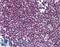 Forkhead Box O3 antibody, LS-B6089, Lifespan Biosciences, Immunohistochemistry paraffin image 