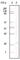 Protein Tyrosine Kinase 2 antibody, abx011975, Abbexa, Western Blot image 