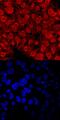 Testis Expressed 19 antibody, PA5-48099, Invitrogen Antibodies, Immunocytochemistry image 