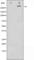 Mechanistic Target Of Rapamycin Kinase antibody, abx010404, Abbexa, Western Blot image 