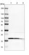 Eukaryotic Translation Initiation Factor 1A Y-Linked antibody, NBP1-85808, Novus Biologicals, Western Blot image 