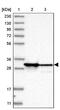 SAP domain-containing ribonucleoprotein antibody, PA5-56586, Invitrogen Antibodies, Western Blot image 