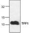 Trefoil factor 1 antibody, TA319131, Origene, Western Blot image 