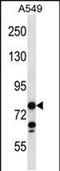 Coiled-Coil Domain Containing 13 antibody, PA5-48421, Invitrogen Antibodies, Western Blot image 