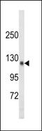 TSH1 antibody, PA5-72513, Invitrogen Antibodies, Western Blot image 