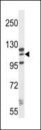 MORC Family CW-Type Zinc Finger 1 antibody, PA5-71823, Invitrogen Antibodies, Western Blot image 