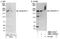 Calmodulin Regulated Spectrin Associated Protein Family Member 2 antibody, NBP1-21401, Novus Biologicals, Western Blot image 