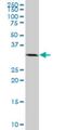 Regulation Of Nuclear Pre-MRNA Domain Containing 1A antibody, H00055197-M02, Novus Biologicals, Western Blot image 