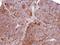 Laminin Subunit Alpha 4 antibody, NBP1-32159, Novus Biologicals, Immunohistochemistry frozen image 