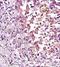 Neural Cell Adhesion Molecule 1 antibody, orb10339, Biorbyt, Immunohistochemistry paraffin image 