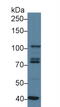Signal Transducer And Activator Of Transcription 2 antibody, MBS2026270, MyBioSource, Western Blot image 