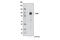 Toll Like Receptor 2 antibody, 12276T, Cell Signaling Technology, Western Blot image 