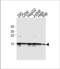 H2A Histone Family Member X antibody, LS-C203985, Lifespan Biosciences, Western Blot image 
