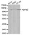 Fibroblast Growth Factor Receptor 2 antibody, abx001689, Abbexa, Western Blot image 