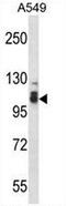 Serine/threonine-protein phosphatase 4 regulatory subunit 3B antibody, AP53945PU-N, Origene, Western Blot image 