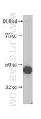 RNA methyltransferase-like protein 1 antibody, 14707-1-AP, Proteintech Group, Western Blot image 