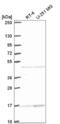 Actin Related Protein 10 antibody, NBP2-55963, Novus Biologicals, Western Blot image 