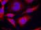 Protein Kinase AMP-Activated Catalytic Subunit Alpha 1 antibody, NB100-81784, Novus Biologicals, Immunofluorescence image 