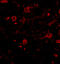 Calcium-dependent secretion activator 1 antibody, A05771, Boster Biological Technology, Immunofluorescence image 