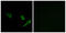 Autophagy Related 4A Cysteine Peptidase antibody, GTX87155, GeneTex, Immunofluorescence image 