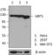 Sirtuin 1 antibody, 690502, BioLegend, Western Blot image 