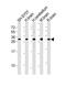 Fibroblast Growth Factor 14 antibody, PA5-49426, Invitrogen Antibodies, Western Blot image 