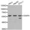 Cytoskeleton Associated Protein 4 antibody, abx003341, Abbexa, Western Blot image 