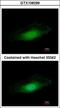 Protein Phosphatase 4 Catalytic Subunit antibody, GTX108299, GeneTex, Immunocytochemistry image 