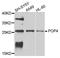 POP4 Homolog, Ribonuclease P/MRP Subunit antibody, A4452, ABclonal Technology, Western Blot image 