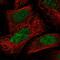 Poly(A) Polymerase Gamma antibody, PA5-65147, Invitrogen Antibodies, Immunofluorescence image 