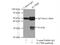 Interleukin 17 Receptor B antibody, 20673-1-AP, Proteintech Group, Immunoprecipitation image 
