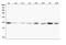 High Mobility Group Box 1 antibody, M00066-2, Boster Biological Technology, Western Blot image 