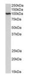 EF-Hand And Coiled-Coil Domain Containing 1 antibody, orb195329, Biorbyt, Western Blot image 