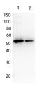 Interleukin 27 antibody, orb345244, Biorbyt, Western Blot image 