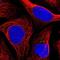 RAN Binding Protein 6 antibody, NBP1-86199, Novus Biologicals, Immunofluorescence image 