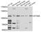 Autophagy Related 9A antibody, A7994, ABclonal Technology, Western Blot image 