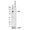 ADAM Metallopeptidase Domain 17 antibody, AF2129, R&D Systems, Western Blot image 