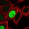Rac GTPase Activating Protein 1 antibody, NBP2-47374, Novus Biologicals, Immunofluorescence image 