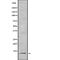 Small Nuclear Ribonucleoprotein D3 Polypeptide antibody, abx218689, Abbexa, Western Blot image 