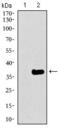 GATA Binding Protein 6 antibody, GTX60772, GeneTex, Western Blot image 