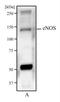 Nitric Oxide Synthase 3 antibody, NBP1-51582, Novus Biologicals, Western Blot image 