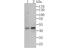 Citrulline--aspartate ligase antibody, NBP2-76941, Novus Biologicals, Western Blot image 