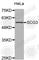 Secretogranin III antibody, A5980, ABclonal Technology, Western Blot image 