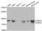Calpain 2 antibody, STJ29868, St John