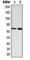 Paxillin antibody, orb223994, Biorbyt, Western Blot image 