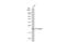 Fibroblast Growth Factor 21 antibody, GTX01054, GeneTex, Western Blot image 