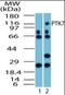Protein Tyrosine Kinase 7 (Inactive) antibody, orb95384, Biorbyt, Western Blot image 