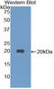 Neurotensin antibody, LS-C295606, Lifespan Biosciences, Western Blot image 