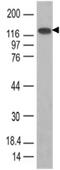 Toll Like Receptor 3 antibody, MBS668004, MyBioSource, Western Blot image 